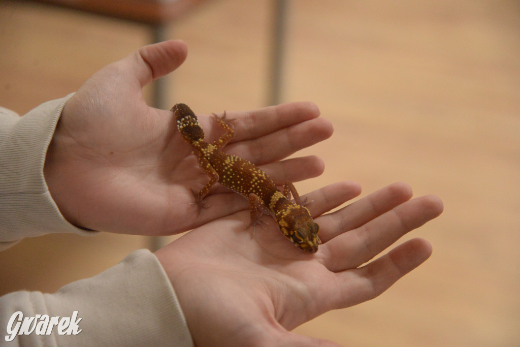 Drapieżniki opanowały Radzionków