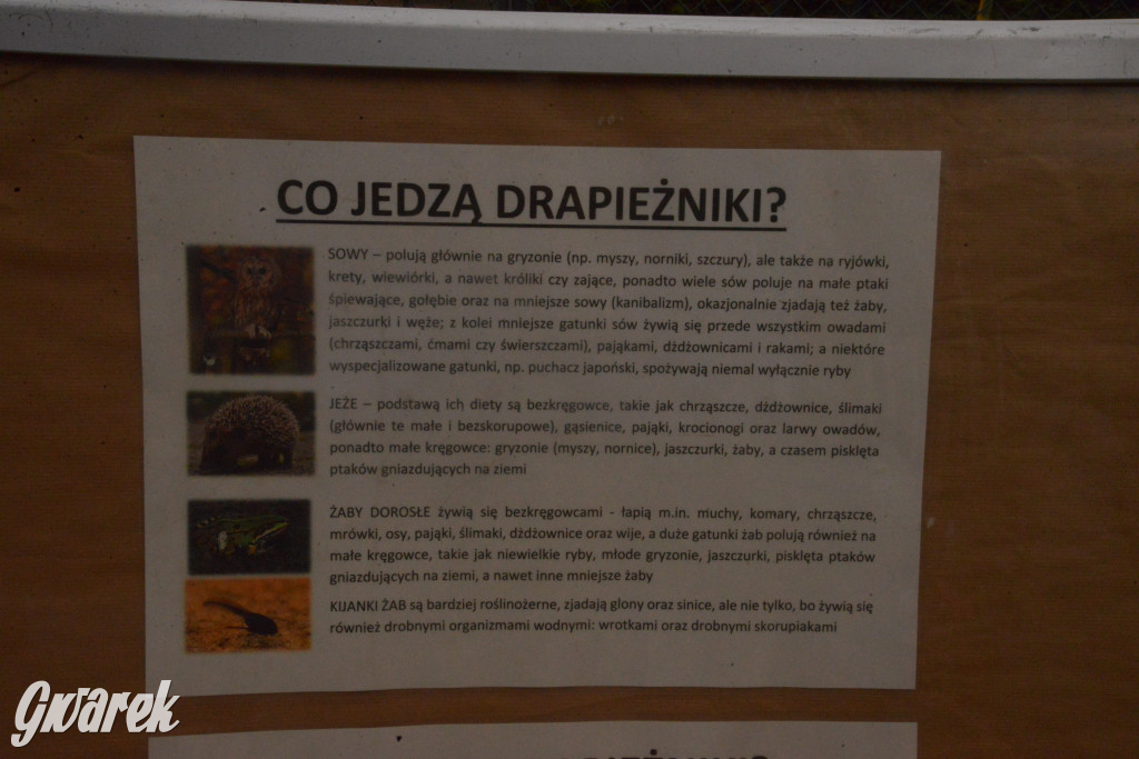 Drapieżniki opanowały Radzionków