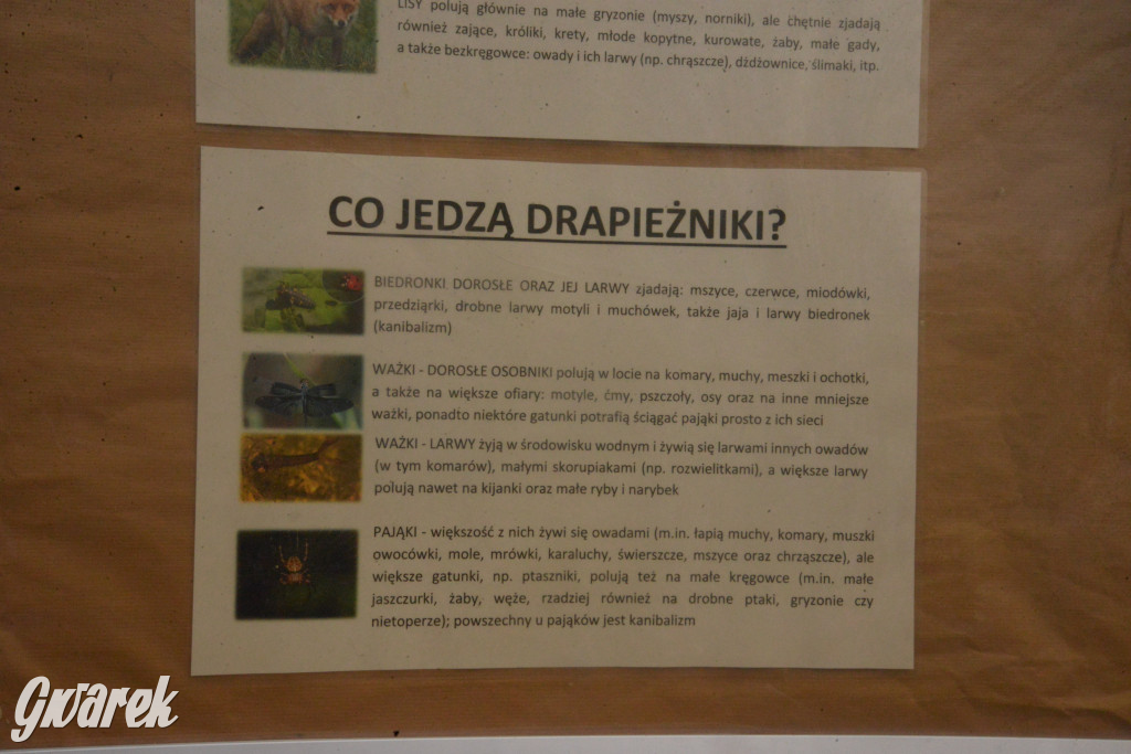 Drapieżniki opanowały Radzionków