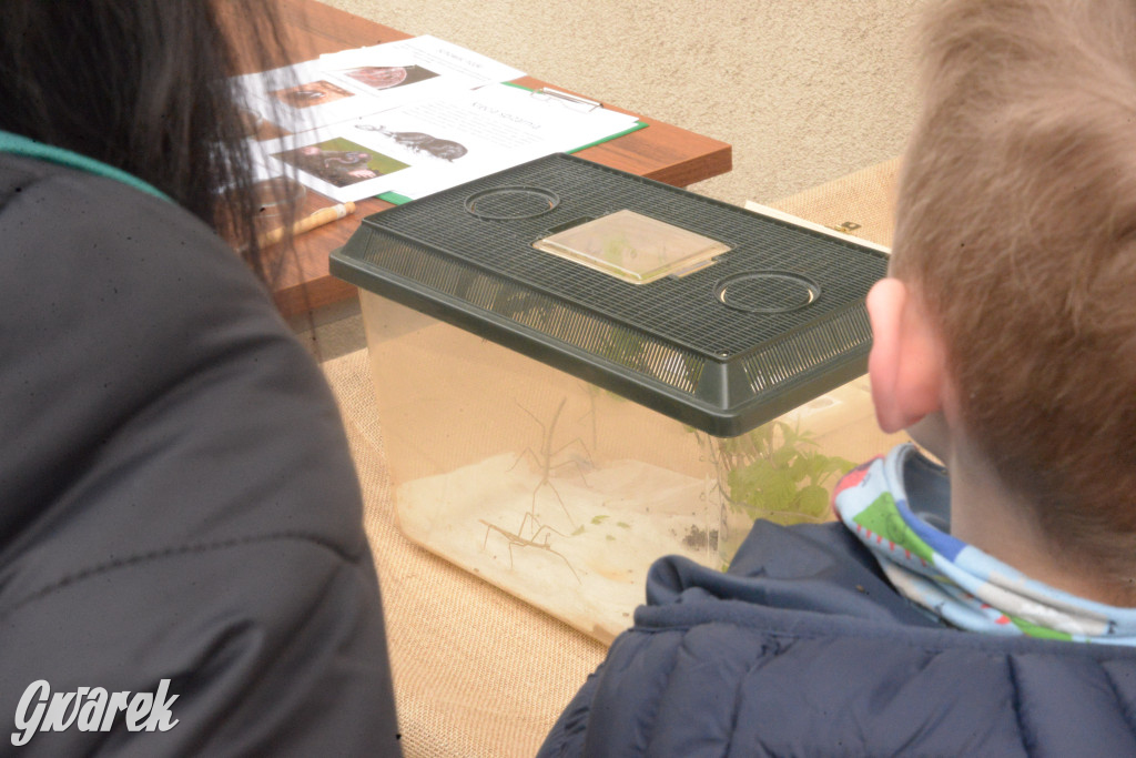 Drapieżniki opanowały Radzionków