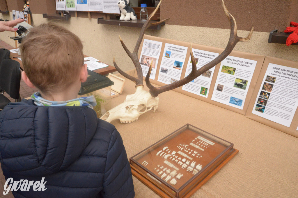 Drapieżniki opanowały Radzionków