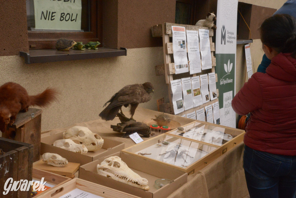 Drapieżniki opanowały Radzionków