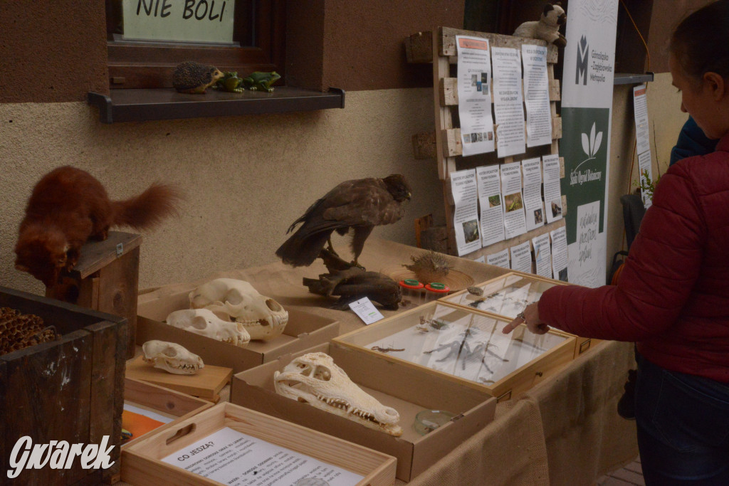 Drapieżniki opanowały Radzionków