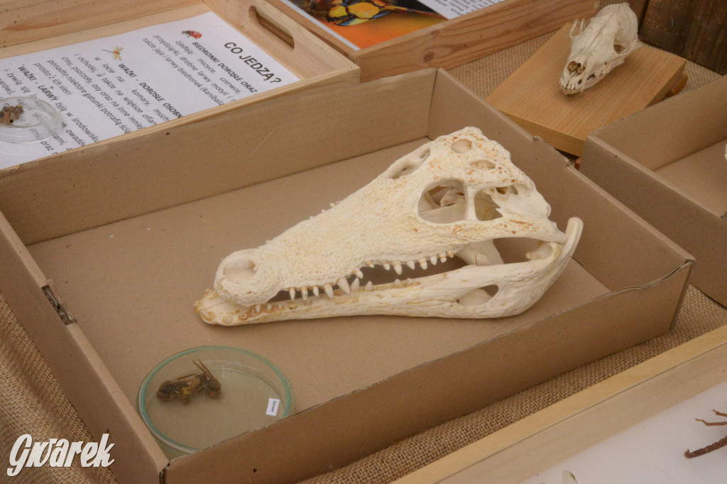 Drapieżniki opanowały Radzionków