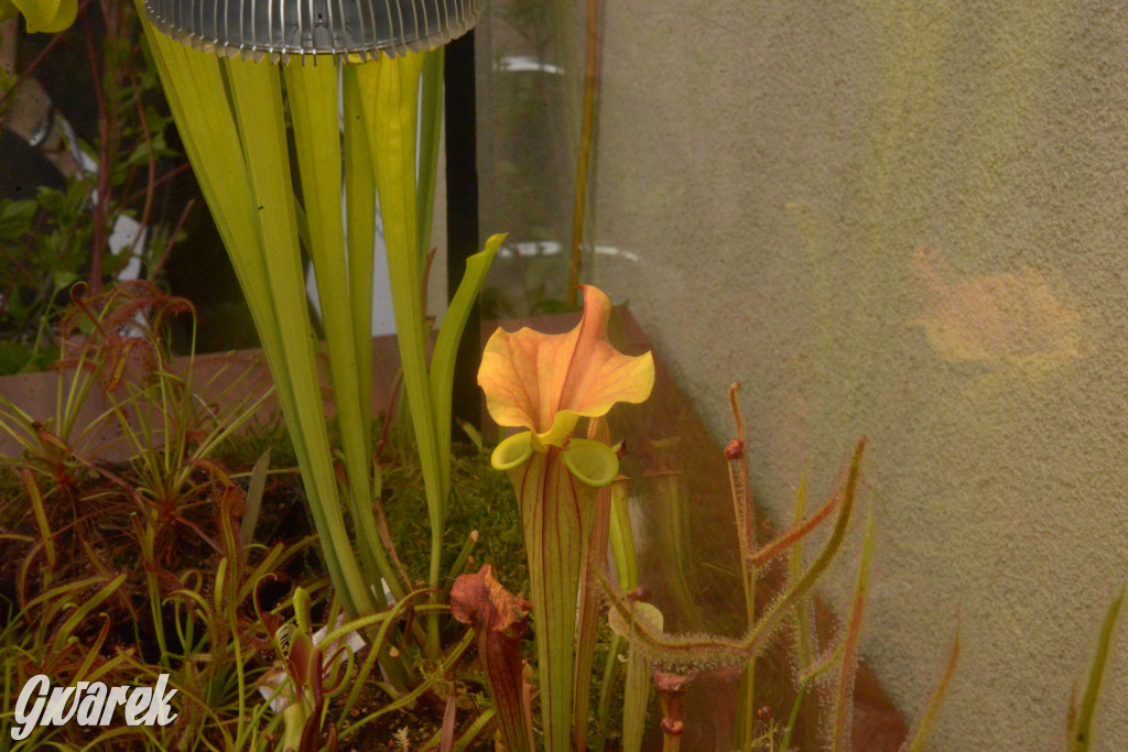 Drapieżniki opanowały Radzionków