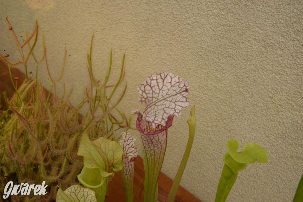 Drapieżniki opanowały Radzionków