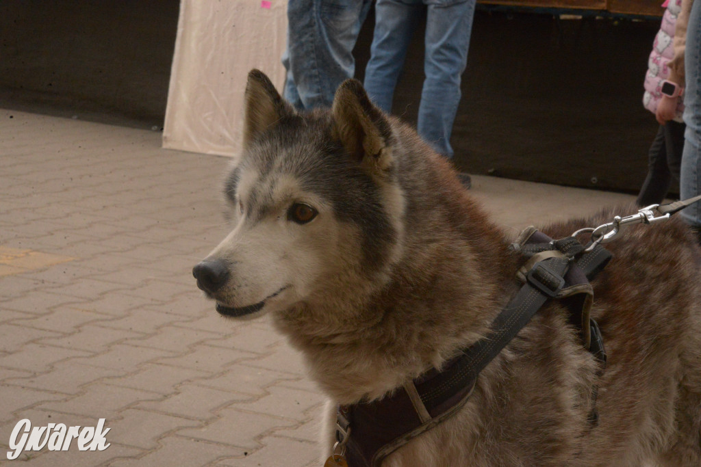 Drapieżniki opanowały Radzionków