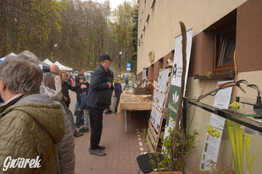 Drapieżniki opanowały Radzionków