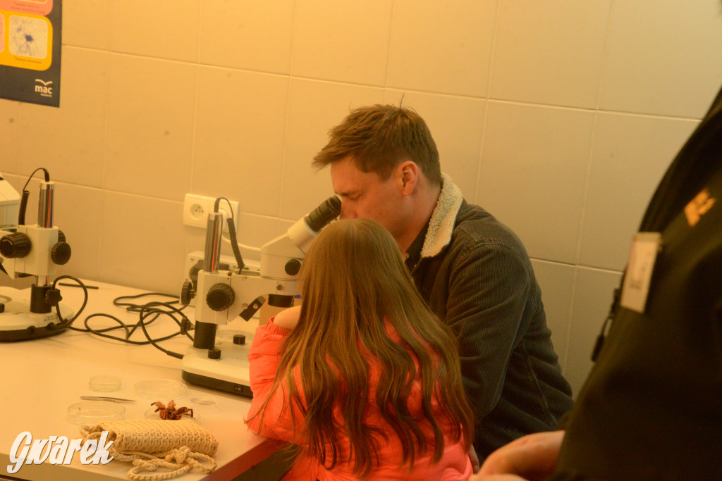 Drapieżniki opanowały Radzionków