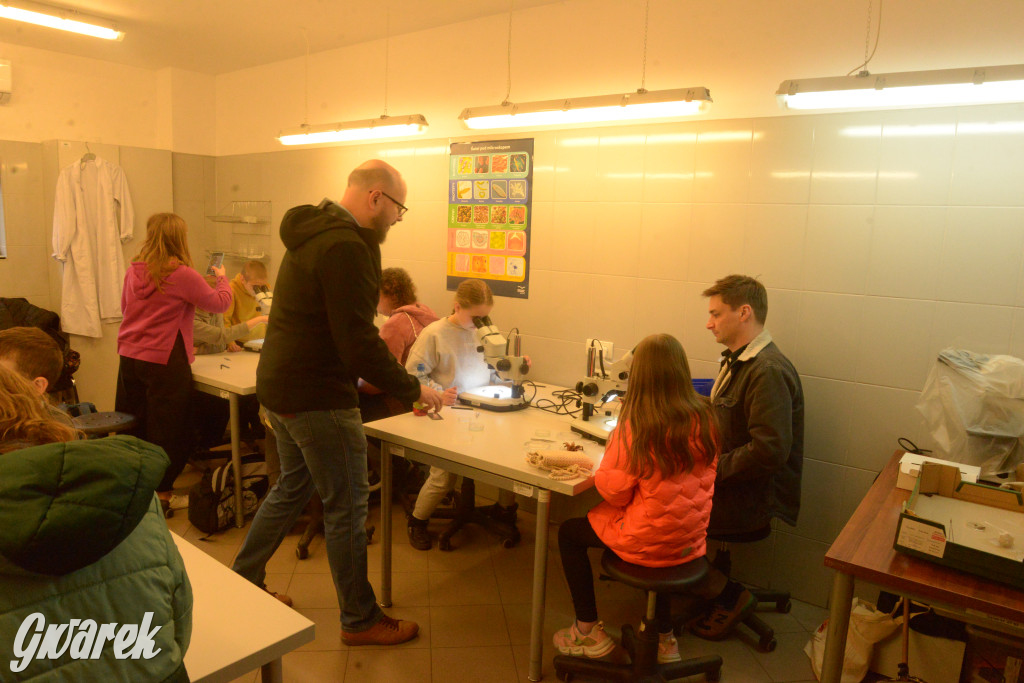 Drapieżniki opanowały Radzionków