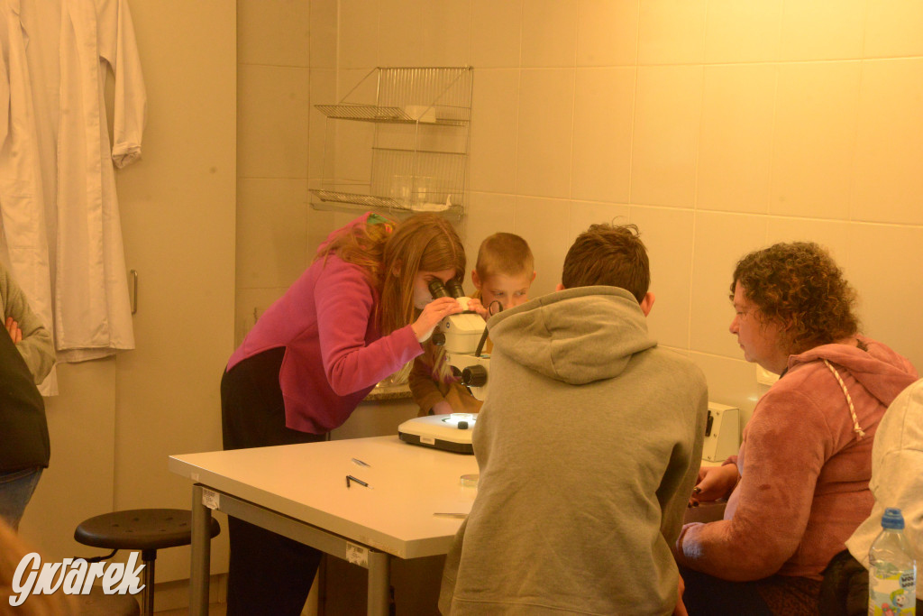 Drapieżniki opanowały Radzionków