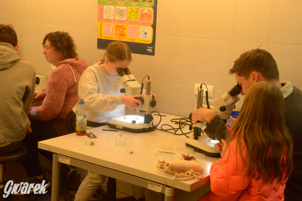 Drapieżniki opanowały Radzionków