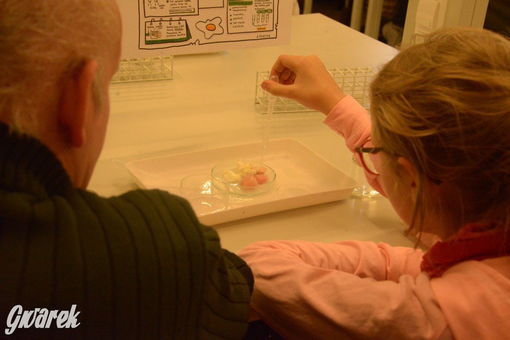 Drapieżniki opanowały Radzionków