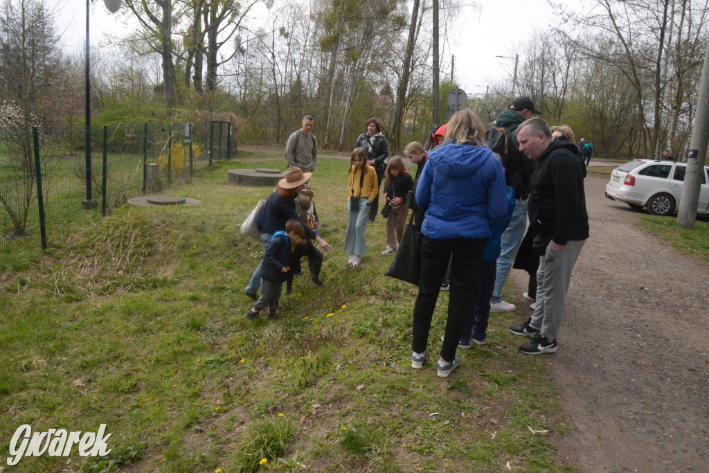 Drapieżniki opanowały Radzionków