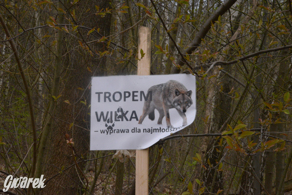 Drapieżniki opanowały Radzionków