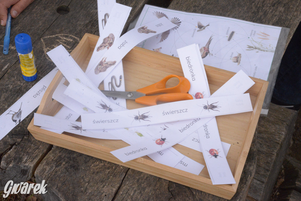 Drapieżniki opanowały Radzionków