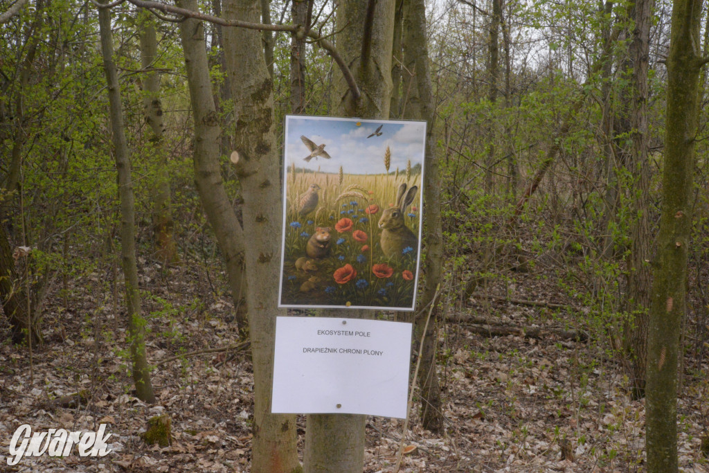 Drapieżniki opanowały Radzionków