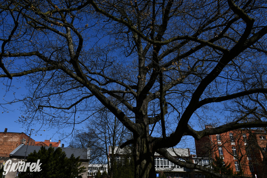 Zarząd Donnersmarcków, czyli Plastyk w folwarku