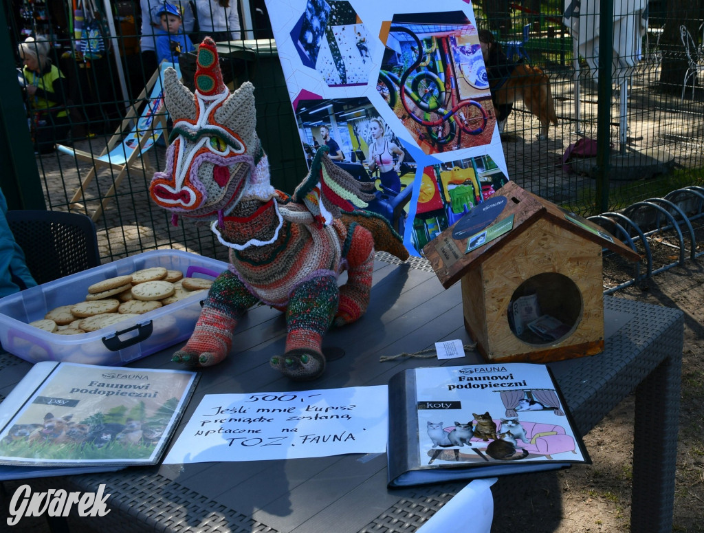 Biegi i podchody z psami nad Zalewem Nakło-Chechło