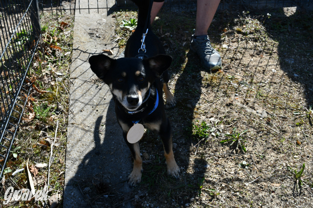 Biegi i podchody z psami nad Zalewem Nakło-Chechło