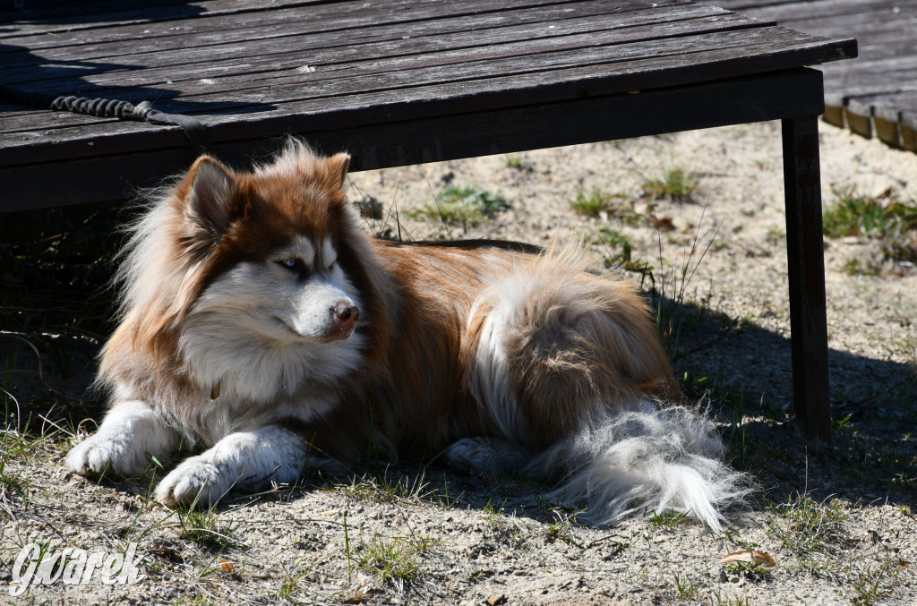Biegi i podchody z psami nad Zalewem Nakło-Chechło