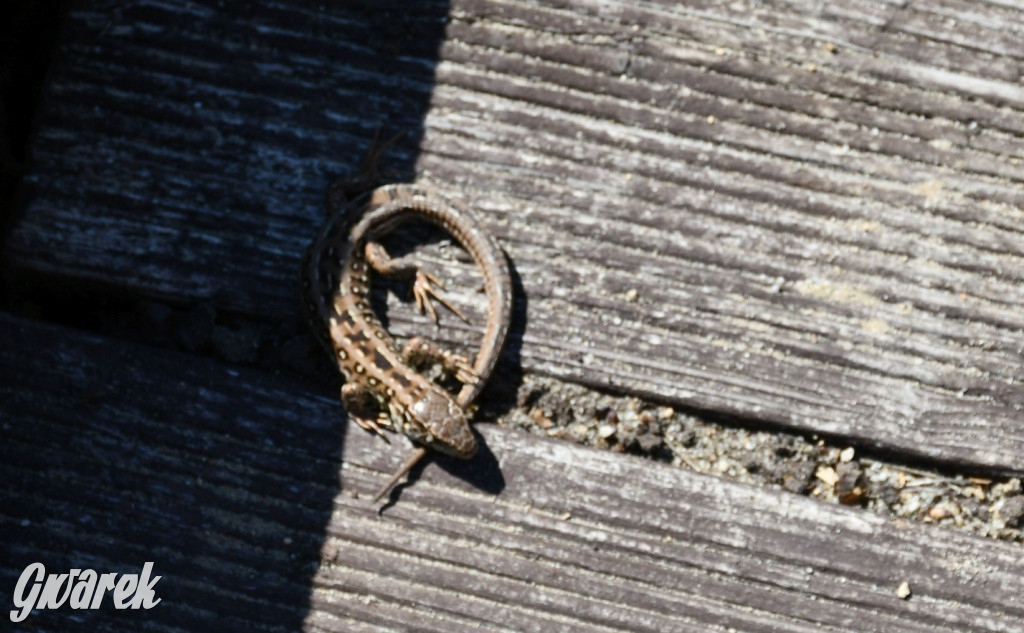 Biegi i podchody z psami nad Zalewem Nakło-Chechło