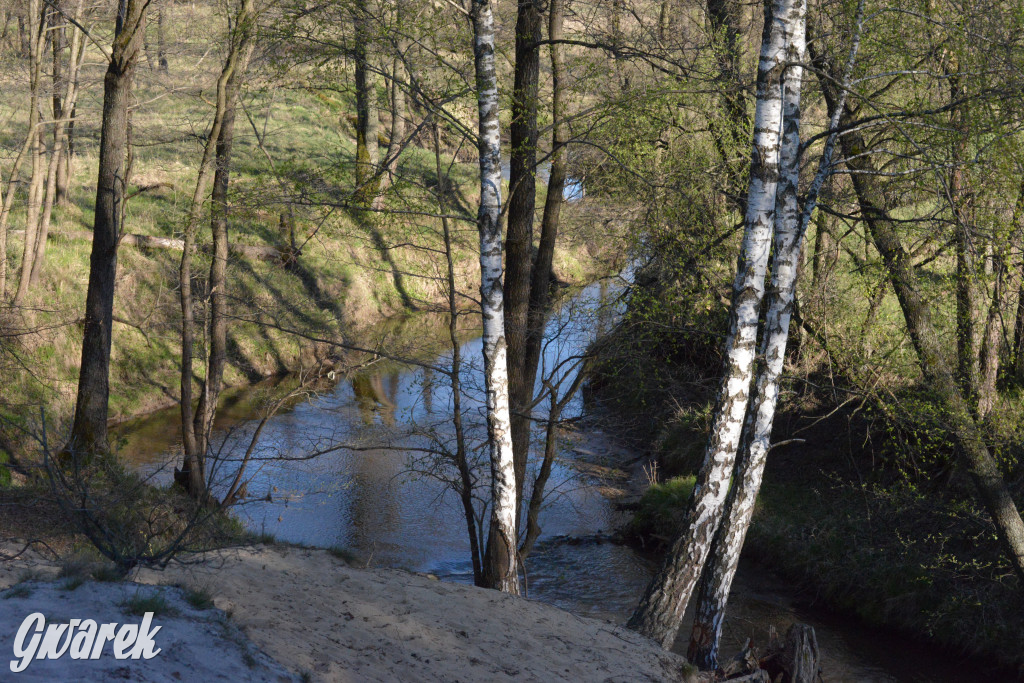 Rajzowanie po kalyckich stanicach przyciągnęło tłumy