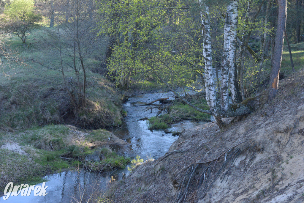 Rajzowanie po kalyckich stanicach przyciągnęło tłumy