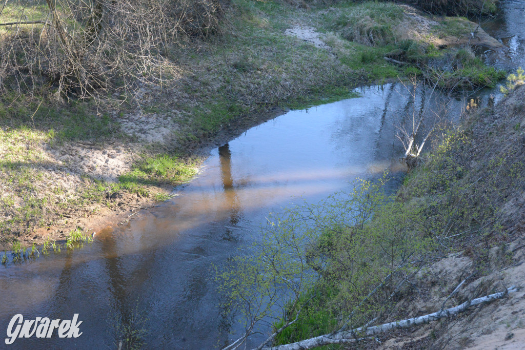 Rajzowanie po kalyckich stanicach przyciągnęło tłumy