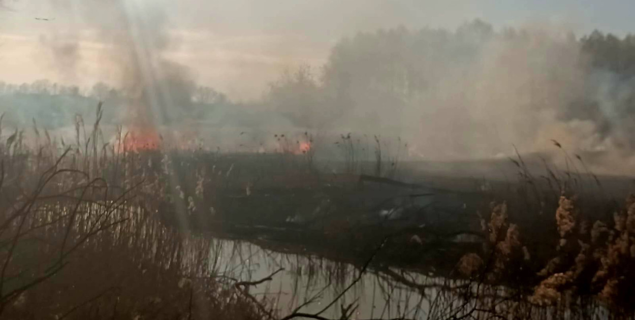Znowu pożar sitowia w okolicy Pniowca i Strzybnicy