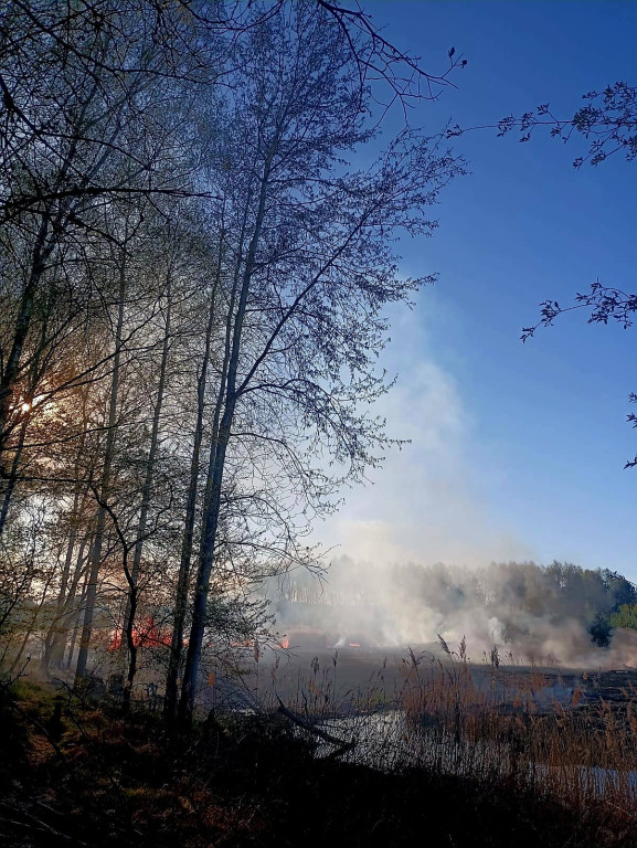 Znowu pożar sitowia w okolicy Pniowca i Strzybnicy