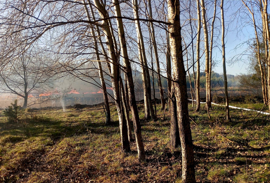 Znowu pożar sitowia w okolicy Pniowca i Strzybnicy