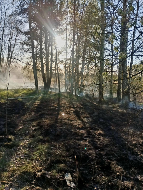 Znowu pożar sitowia w okolicy Pniowca i Strzybnicy