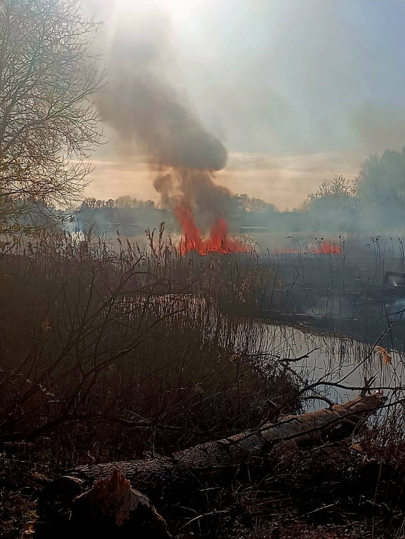 Znowu pożar sitowia w okolicy Pniowca i Strzybnicy