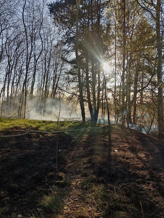 Znowu pożar sitowia w okolicy Pniowca i Strzybnicy
