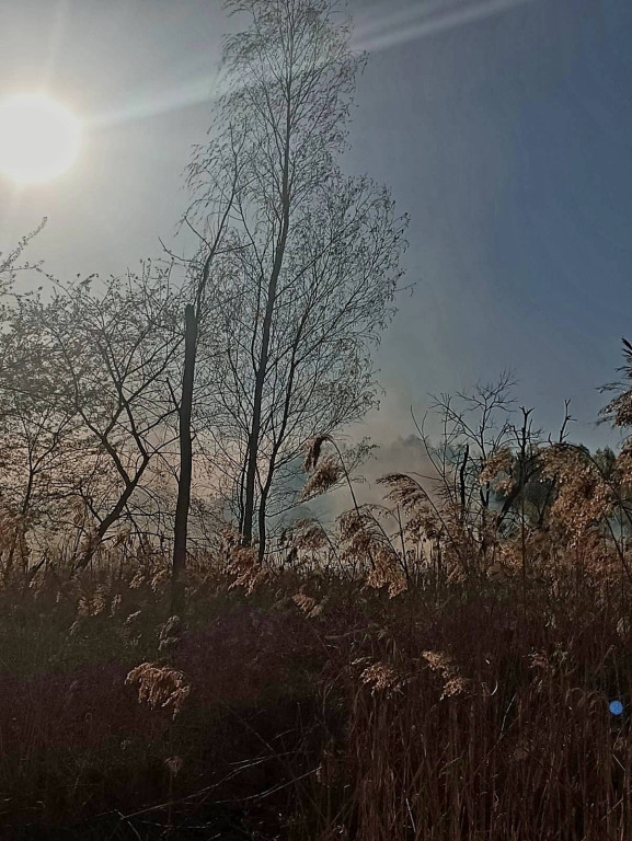 Znowu pożar sitowia w okolicy Pniowca i Strzybnicy