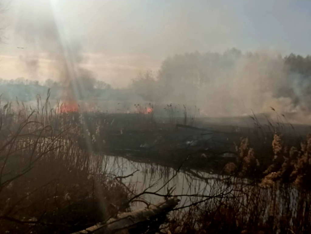 Znowu pożar sitowia w okolicy Pniowca i Strzybnicy