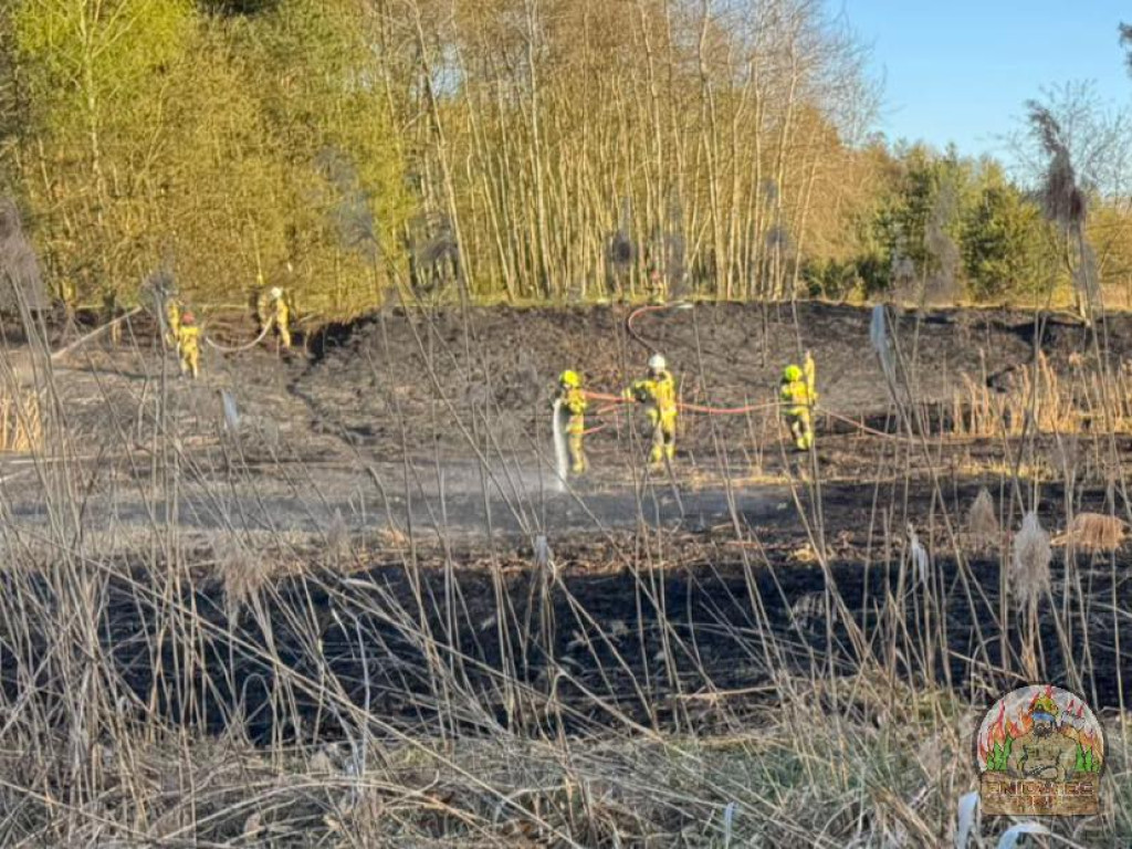 Znowu pożar sitowia w okolicy Pniowca i Strzybnicy