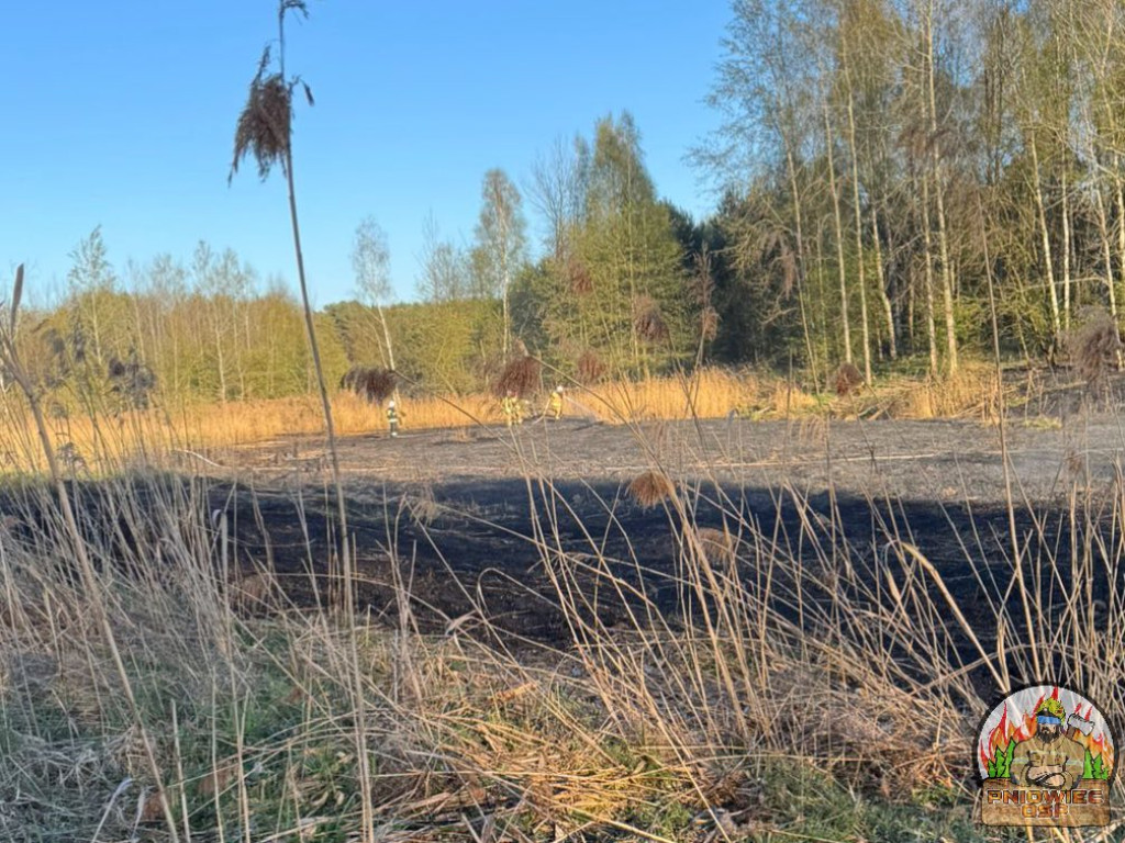 Znowu pożar sitowia w okolicy Pniowca i Strzybnicy