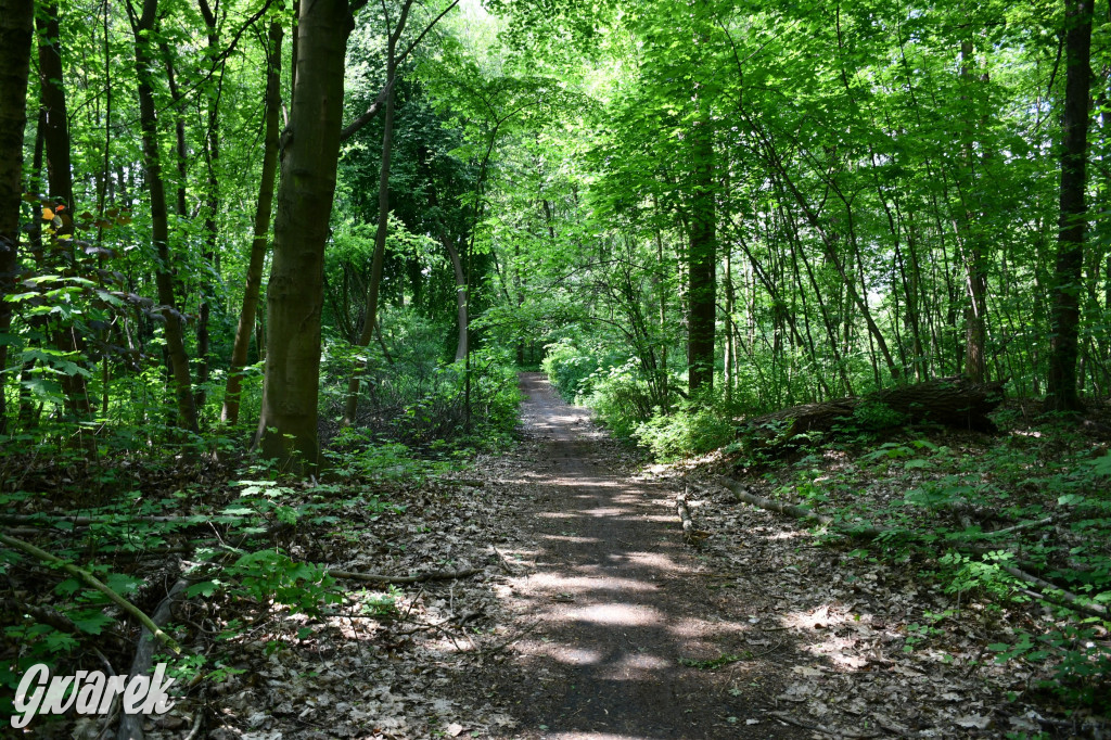 Co dalej z Parkiem Piny w Tarnowskich Górach?