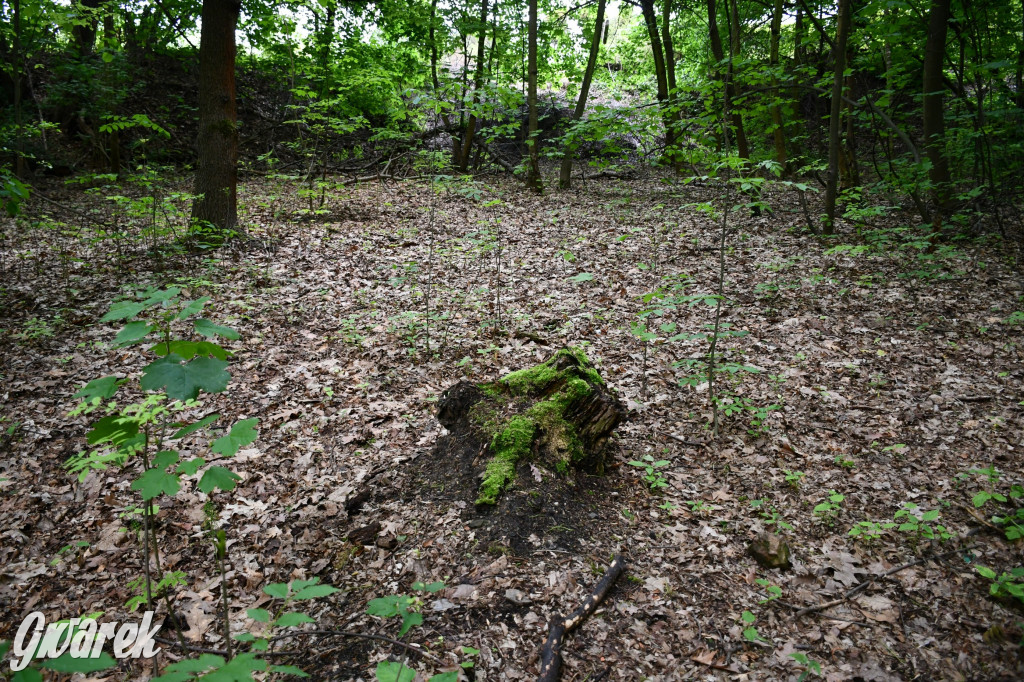 Co dalej z Parkiem Piny w Tarnowskich Górach?