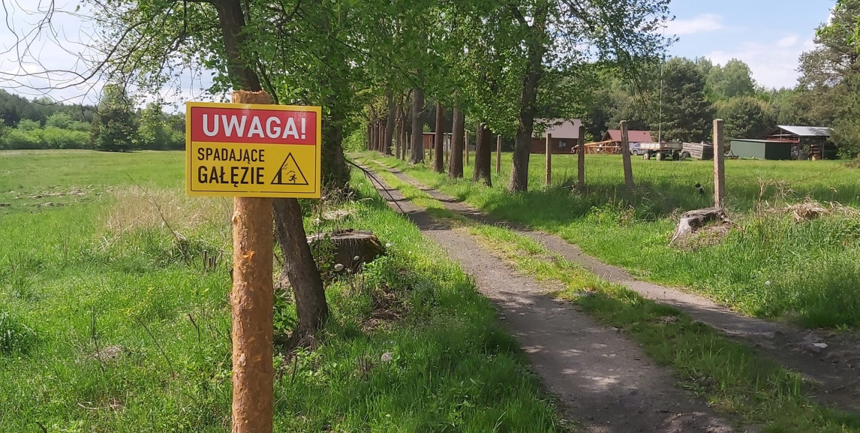 Do zameczku. Spadające gałęzie, ptaki i nietoperze