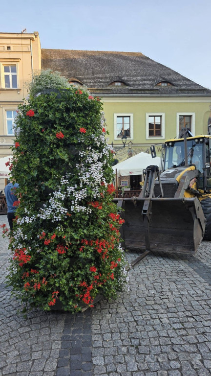 Tarnowskie Góry. Rynek i kwiaty w barwach miasta