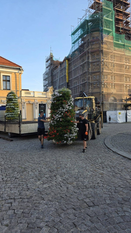 Tarnowskie Góry. Rynek i kwiaty w barwach miasta