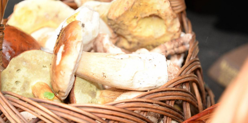 Grzybobranie na bogato (FILM)