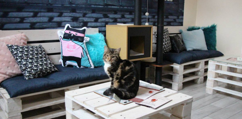 Kawiarnia pod znakiem kota