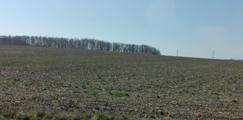 Z utęsknieniem czekają na deszcz. Będzie droższa żywność?