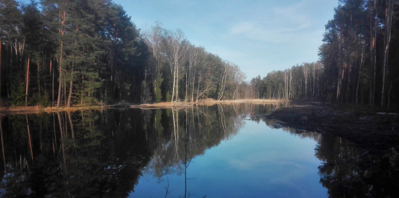 Śródleśny staw w okolicy Tłuczykąta. Fot. Jarosław Myśliwski