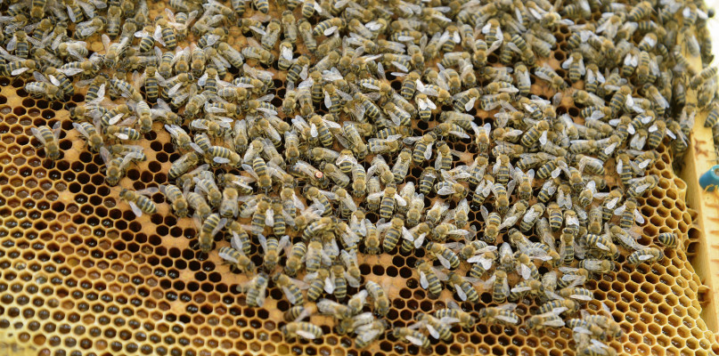 Fot. Jarosław Myśliwski