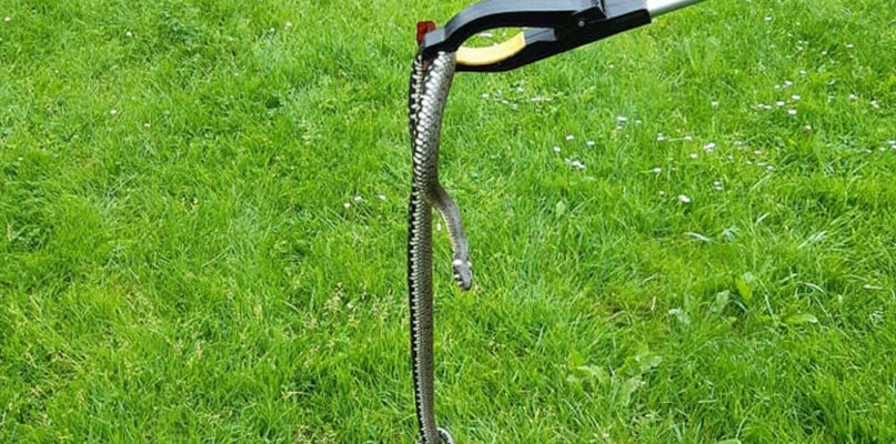 W Ożarowicach strażacy zostali wezwani do żmii na posesji przy ul. Łąkowej. Fot. Archiwum OSP Ożarowice 